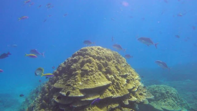 珊瑚礁附近一群鱼的水下视图