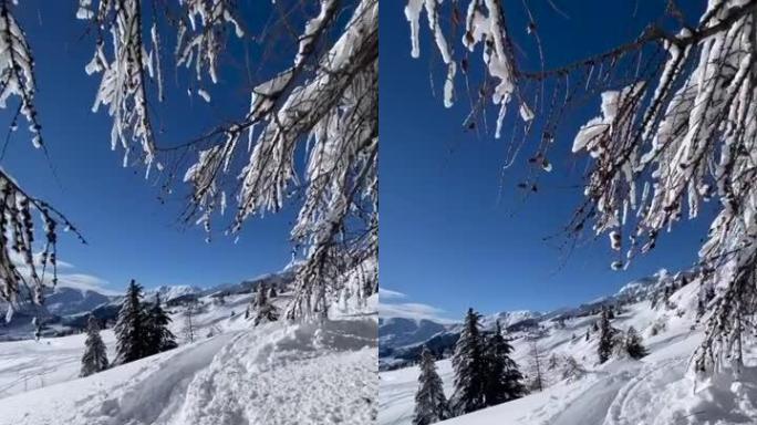 滑雪上山游览，树木和积雪覆盖的景观