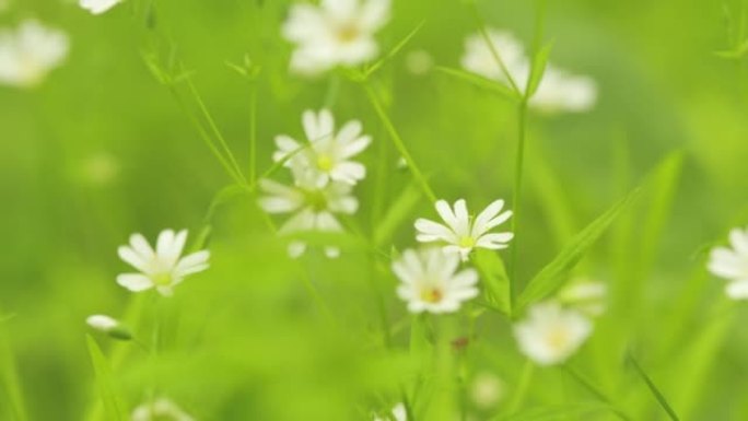 大针叶，繁缕花。繁缕的野生小白花，rabelera holostea。宏观观。