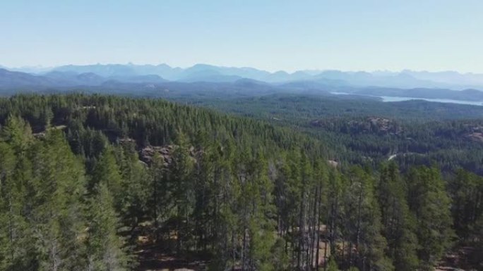 在晴朗的蓝色日子里，空中无人机拍摄了松树林