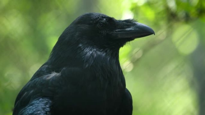 普通渡鸦 (Corvus corax)，又称北渡鸦，是一种大型全黑雀形目鸟类。在北半球发现，它是所有