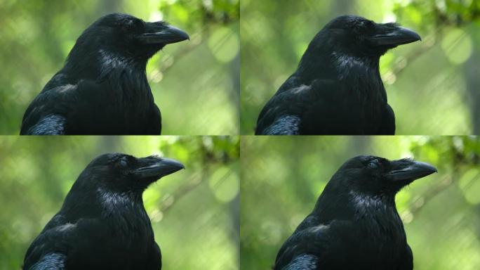 普通渡鸦 (Corvus corax)，又称北渡鸦，是一种大型全黑雀形目鸟类。在北半球发现，它是所有