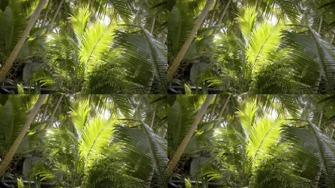 森林中绿叶的细节拍摄