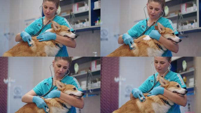 细心的女兽医正在诊所检查老柯基犬，用听诊器听肺