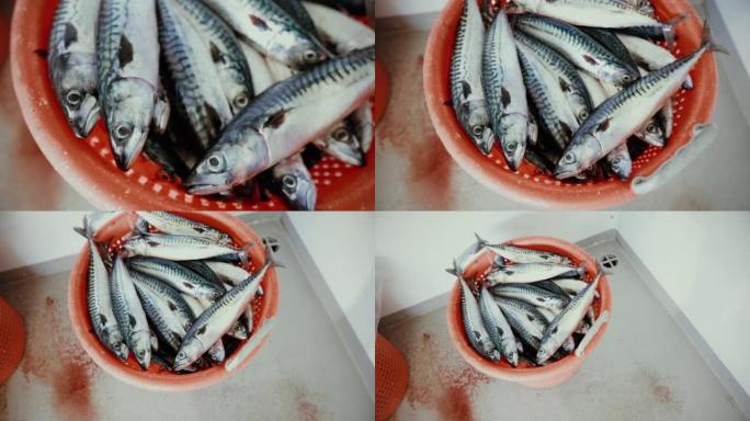 渔业: 船上捕获了大量鲭鱼