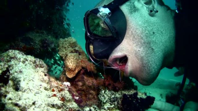 白带清洁虾 (Lysmata amboinensis) 清洁潜水员的嘴