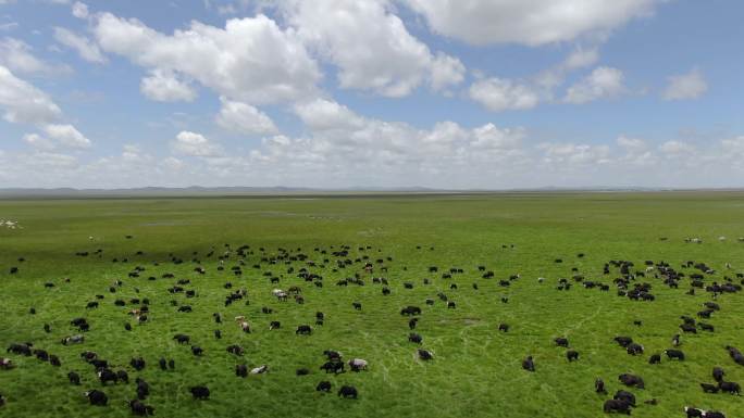 草原牛羊成群航拍
