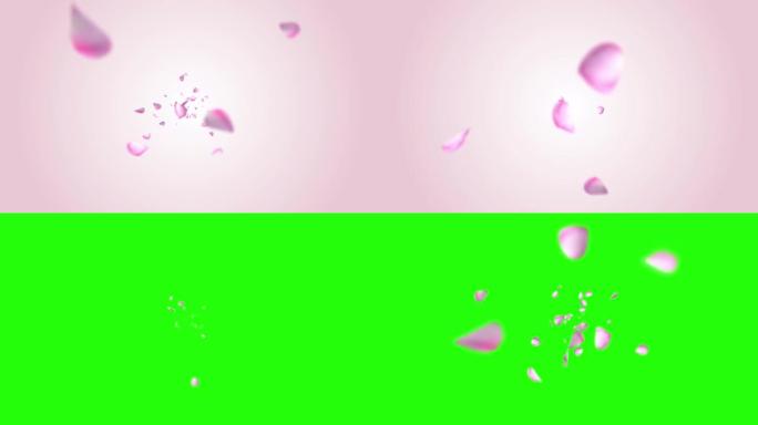 粉色樱花落花瓣环背景3D绿色屏幕。