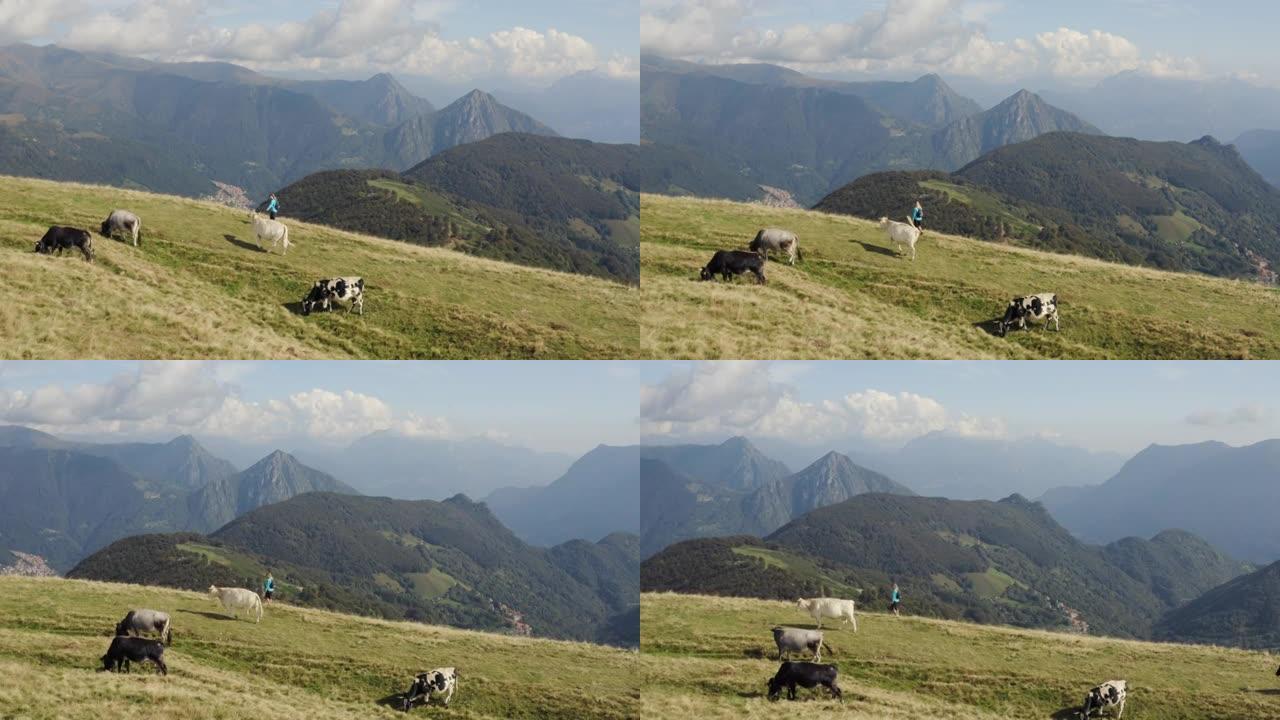 空中无人机拍摄的一名妇女在山上的草木山顶上穿过一群奶牛