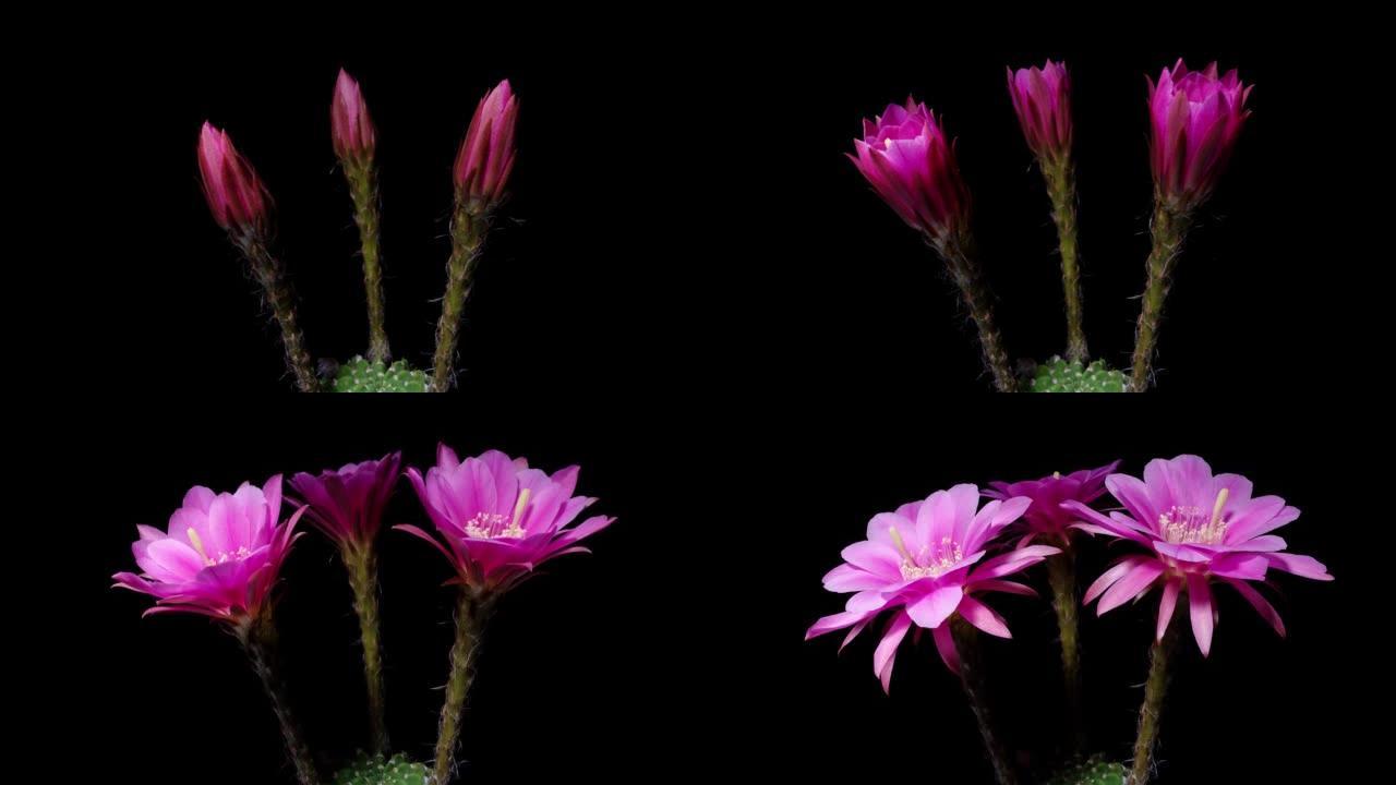 三朵红色仙人掌花从芽到全花的延时镜头同时隔离在黑色背景上，4k侧视视频，特写b卷镜头。