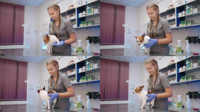 学生兽医正在兽医诊所检查小狗，学习和练习