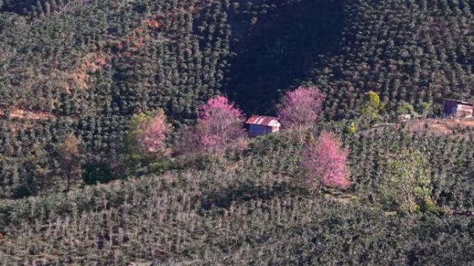 春天的早晨，樱桃树在山坡上明亮地绽放