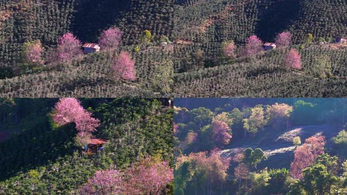 春天的早晨，樱桃树在山坡上明亮地绽放