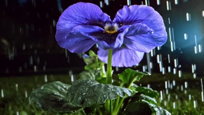 SLO MO雨落在蓝色花园三色堇上