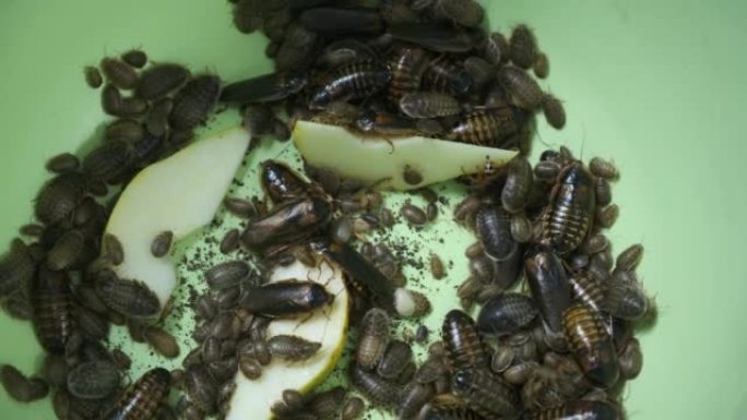 许多阿根廷蟑螂吃梨在骨盆中爬行，特写镜头。