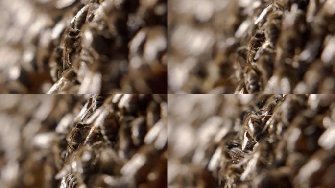 蜜蜂覆盖蜂窝。透明翅膀和蓬松身体的极端特写