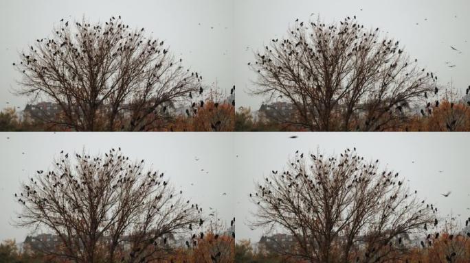 阴天的一群乌鸦。树顶上和空中的鸟。准备迁移飞行