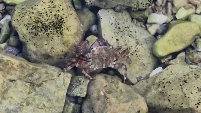 大理石岩蟹或转轮蟹 (Pachygrapsus marmoratus (Fabricius，1787