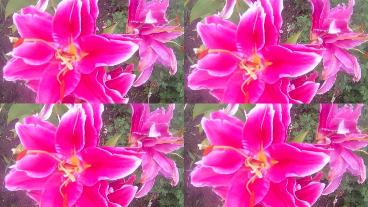 异国情调的粉色花朵