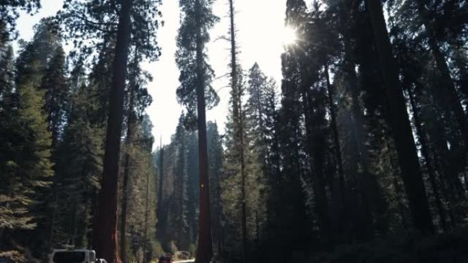 在美国西南部旅行: 加利福尼亚州红杉国家公园森林