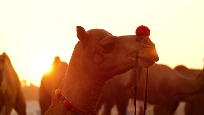 在Pushkar博览会上慢动作的骆驼，也称为Pushkar Camel博览会，或在当地称为Karti