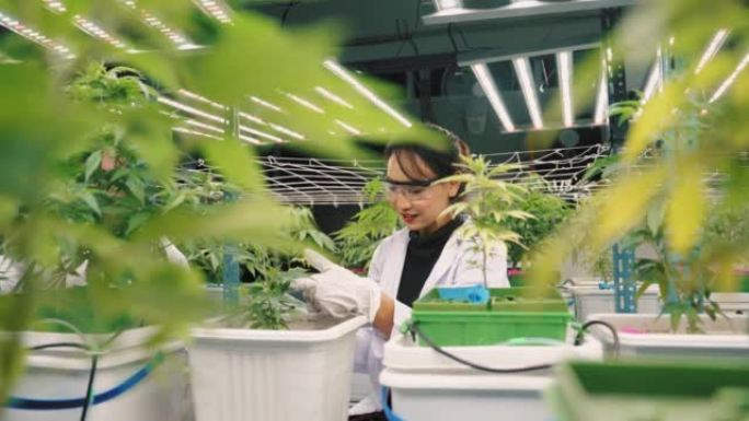 科学家女性检查温室中植物的生长