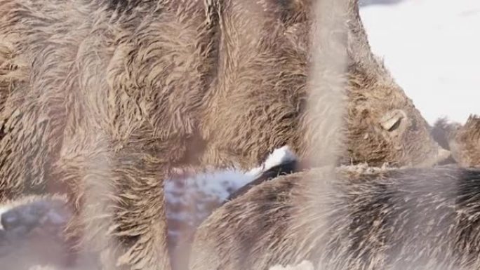 雪中野猪的细节镜头