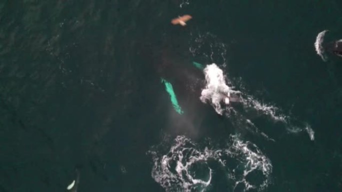 逆戟鲸和座头鲸以鲱鱼无人机为食