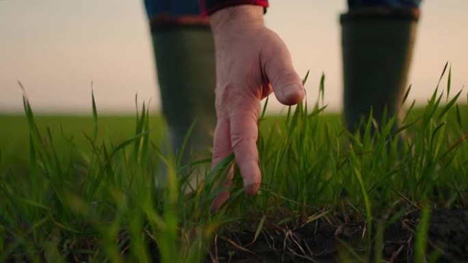 高级农民手触摸绿色小麦作物胚芽农业产业。农民的手检查农业中的作物。在田间工作的农民检查农作物小麦