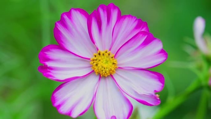 白色和粉红色的波斯菊花 (Cosmos Bipinnatus) 在风中摇曳。美丽的宇宙花盛开在田野里