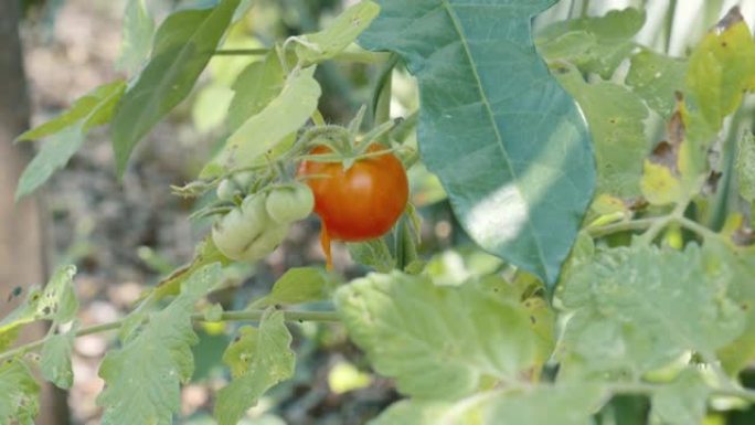正在生长的樱桃番茄植物的详细照片