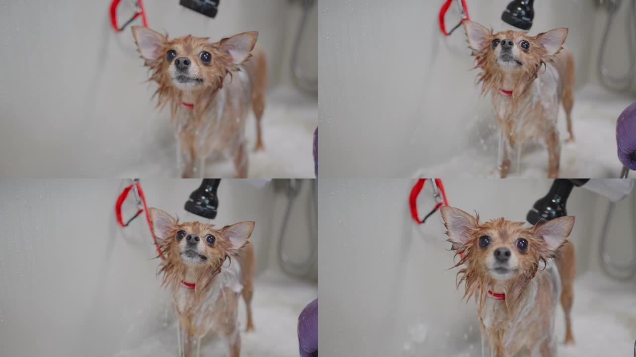 有趣的大耳朵小狗在散步后洗澡，主人或美容师正在洗发宠物