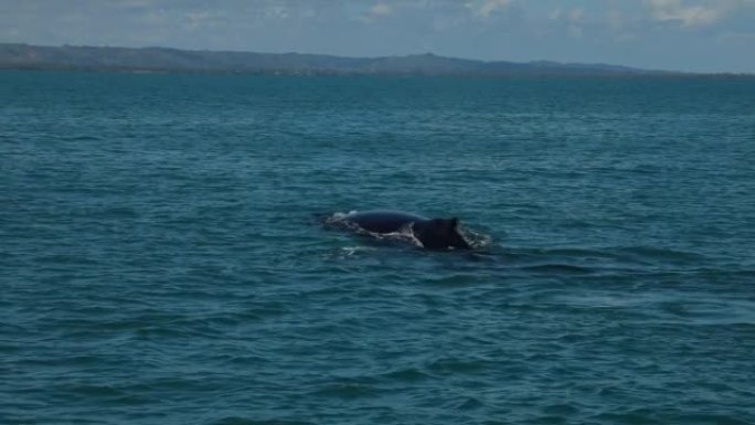 多米尼加共和国一只座头鲸从水里露出来的慢动作。