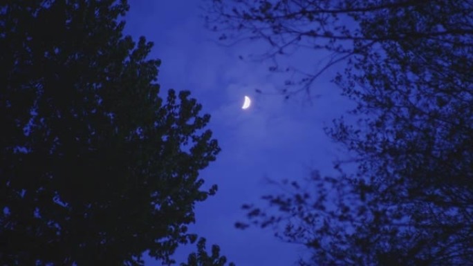 树木轮廓和月亮。日出前的森林