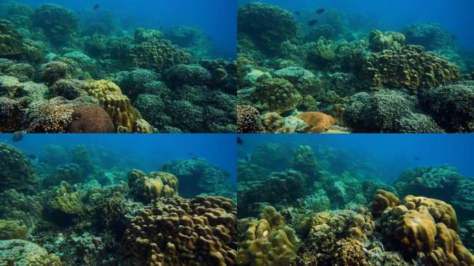 水下彩色珊瑚场景清澈海水