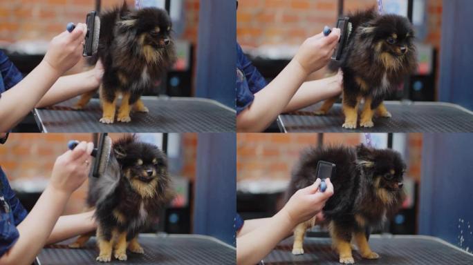 博美犬spitz在zoosaon的专业美容，美容师正在吹干头发和刷牙