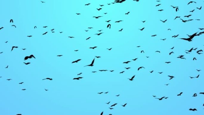 在田园诗般的秋天天空的背景上，成千上万的鸣禽在起重机上飞行。