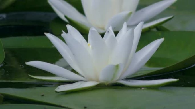 淡水水库表面的白色睡莲。