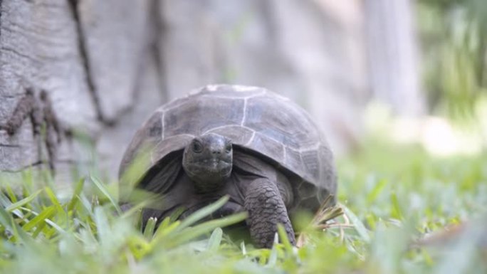 在保护区的草地上爬行的老乌龟的特写镜头