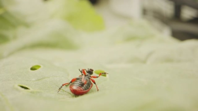绿叶上红黑甲虫的特写镜头