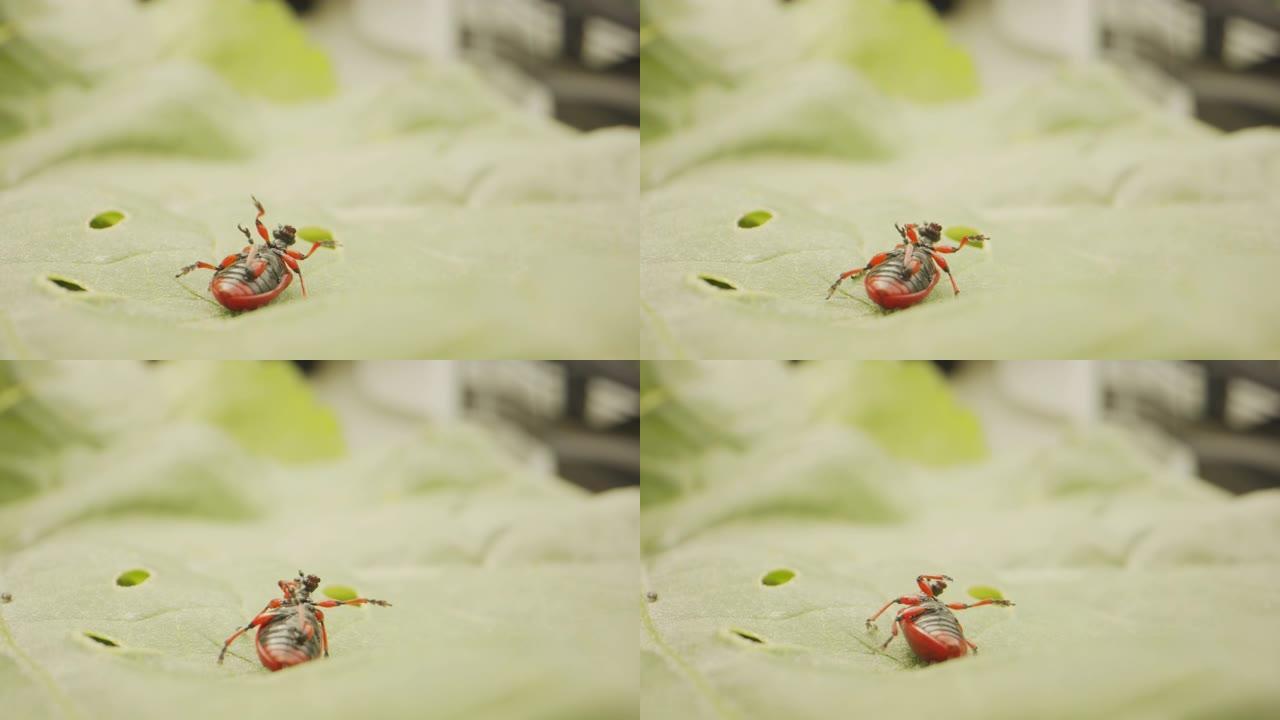 绿叶上红黑甲虫的特写镜头