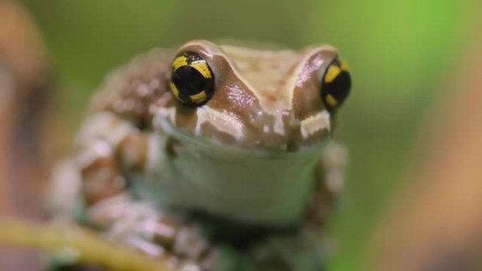 任务金眼树蛙或亚马逊乳蛙 (Trachycephalus resinifictrix) 是树栖蛙的一