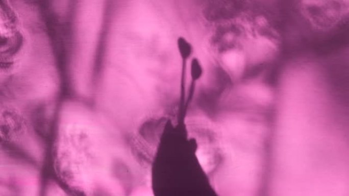 紫色粉红色墙壁背景上的手模糊阴影与两颗心。抽象，光影，自然光。气氛情绪和福祉。情人节，爱情，夫妻关系