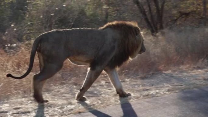 一只瘦弱的雄狮在路边行走
