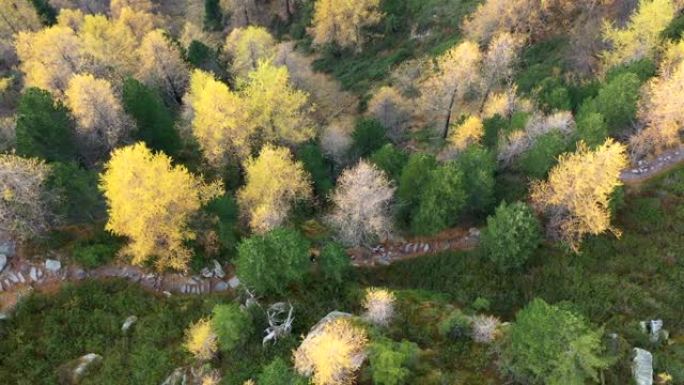 空中无人机拍摄了两名在森林中沿着石路奔跑的越野跑者