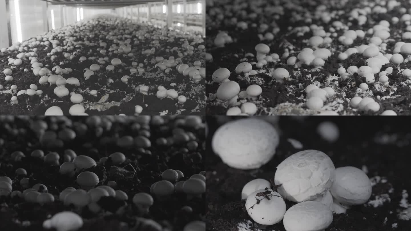 4k双孢菇种植