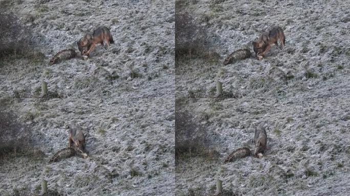 狼在霜冻的草地上觅食的细节镜头