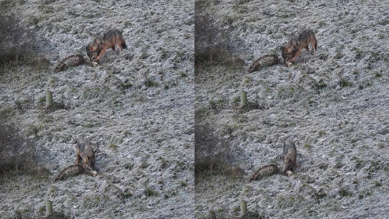 狼在霜冻的草地上觅食的细节镜头