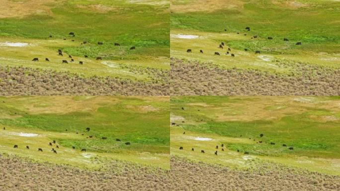 在美国加利福尼亚州平地上的空中放牧牛