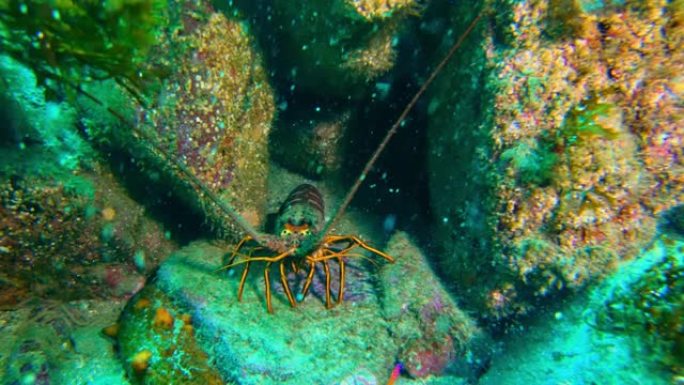 加州绿色多刺龙虾在珊瑚礁的地板上。美丽的绿松石海洋海底